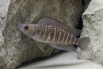 Altolamprologus compressiceps Компресія AltolamPrologus