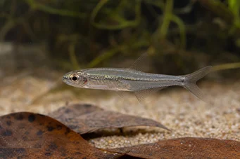 Ammocryptocharax minutus Характер-флех-хвилина