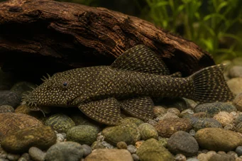 Ancistrus centrolepis Centrolepis ancistrus