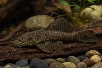 Ancistrus hyplogenys Чорний Анкіль
