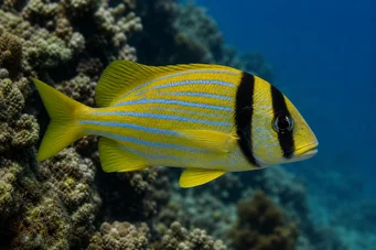 Anisotremus virginicus Свинина