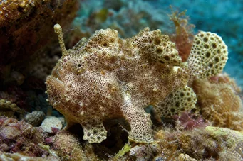 Antennarius maculatus Риба-Рапуд, рибалка або антени