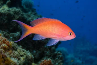Anthias anthias Перукар