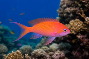 Anthias squamipinnis Червоний перукар