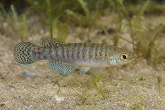Aphanius dispar Афаній зникає