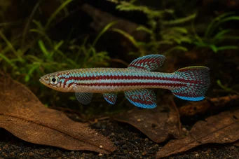 Aphyosemion bivittatum Афіосеміон бівіттатум