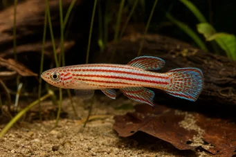 Aphyosemion striatum Смугастий афіо