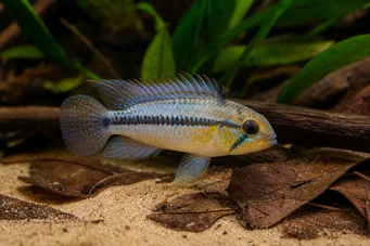 Apistogramma borellii ППОГА БОРЕЛІІ