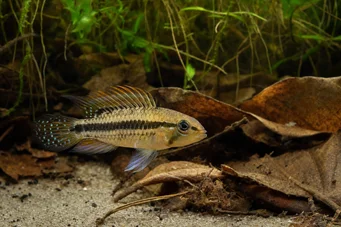 Apistogramma nijsseni Najssen dearf cichlid