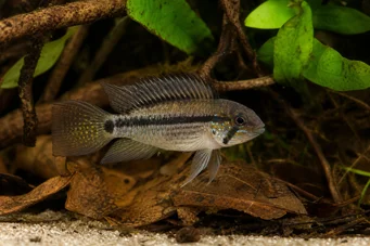 Apistogramma steindachneri ПІСТО СТІНДАХНЕРІ