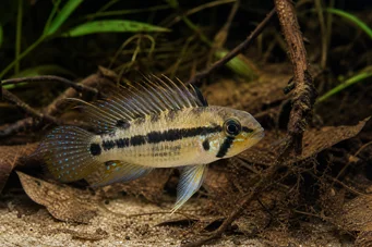 Apistogramma trifasciatum Три -лінійний карликовий cichlid
