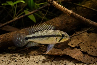 Apistogramma uaupesi Апісрамма Uaupesi