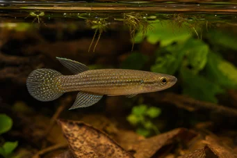 Aplocheilus dayi Зелений панчакс