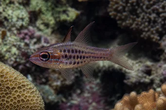Apogon nematopterus Апогонна піжама