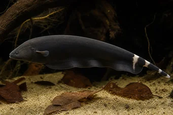 Apteronotus albifrons Американська риба з перевороту - також називається Чорний PHA