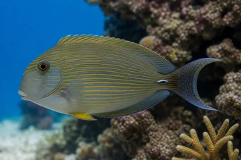 Aspisurus lineatus