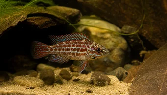Badis assamensis (Риба хамелеон)