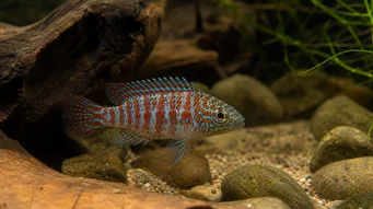Badis badis Риба хамелеон