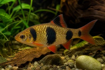 Barbus everetti (Клоун бородатий)