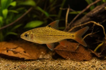 Barbus gelius (Бородатий)