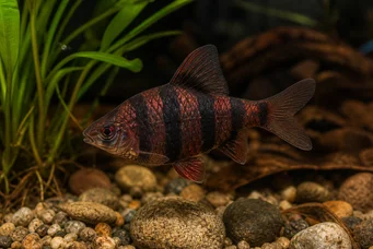 Barbus nigrofasciatus (Бородатий)