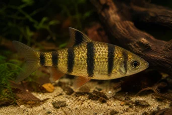 Barbus pentazona johorensis (П’ять -бородатий)