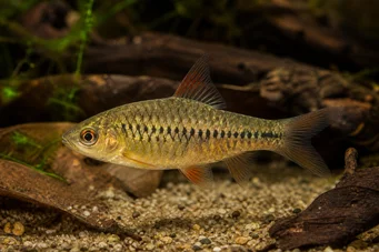 Barbus roloffi (Ролоффі бородатий)