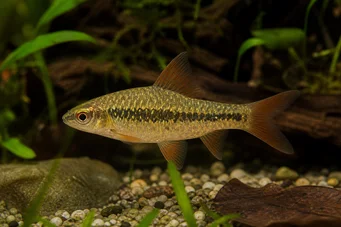 Barbus sachsi (Бородатий)