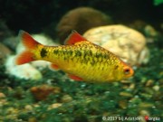 Barbus schuberti Шуберті боро�...