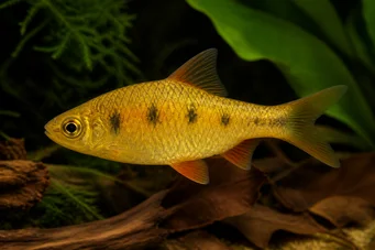 Barbus semifasciolatus (Латунний бородатий)
