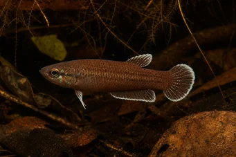 Betta albimarginata