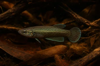 Betta bellica Винищувач