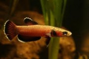 Betta channoides  Винищувач Snake...