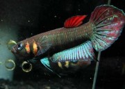 Betta foerschi  Бетта Хамеле�...