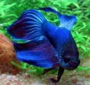 Betta splendens crownmoo... Винищувач