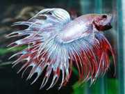 Betta splendens crowntai... Винищувач ко�...