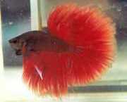 Betta splendens halfmoon Винищувач