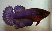 Betta splendens halfsun Винищувач