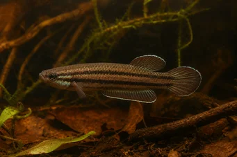 Betta trifasciata (Винищувач)