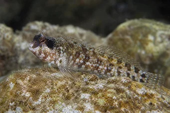 Blennius nigriceps Чорний -голова