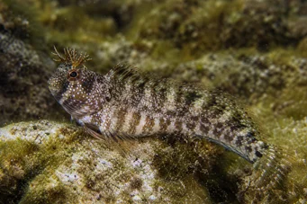 Blennius tentacularis Бленні Корну