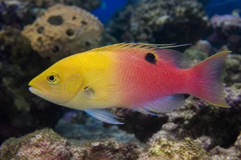 Bodianus pulchellus Коссіф де Куба