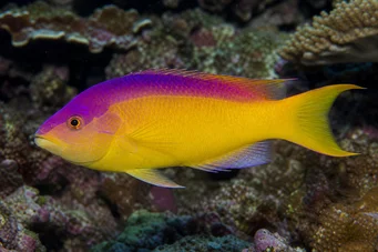 Bodianus rufus Іспанський лабре