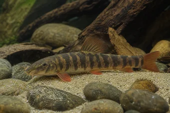 Botia rubripinnis (Зелений Лохе)