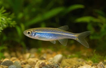 Brachydanio kerri (Даніо Керрі)
