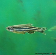 Brachydanio rerio Даніо Реріо