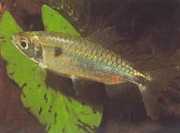 Brycinus schoutedeni Брайцин з гра...