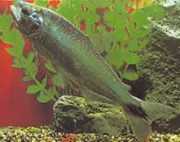 Brycon cephalus Південноамер...