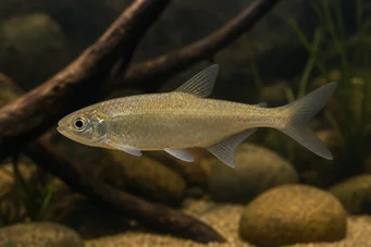 Bryconaethiops boulengeri (Точка оклику Тетра)