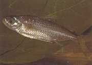 Bryconaethiops macrops Тетра великі ...